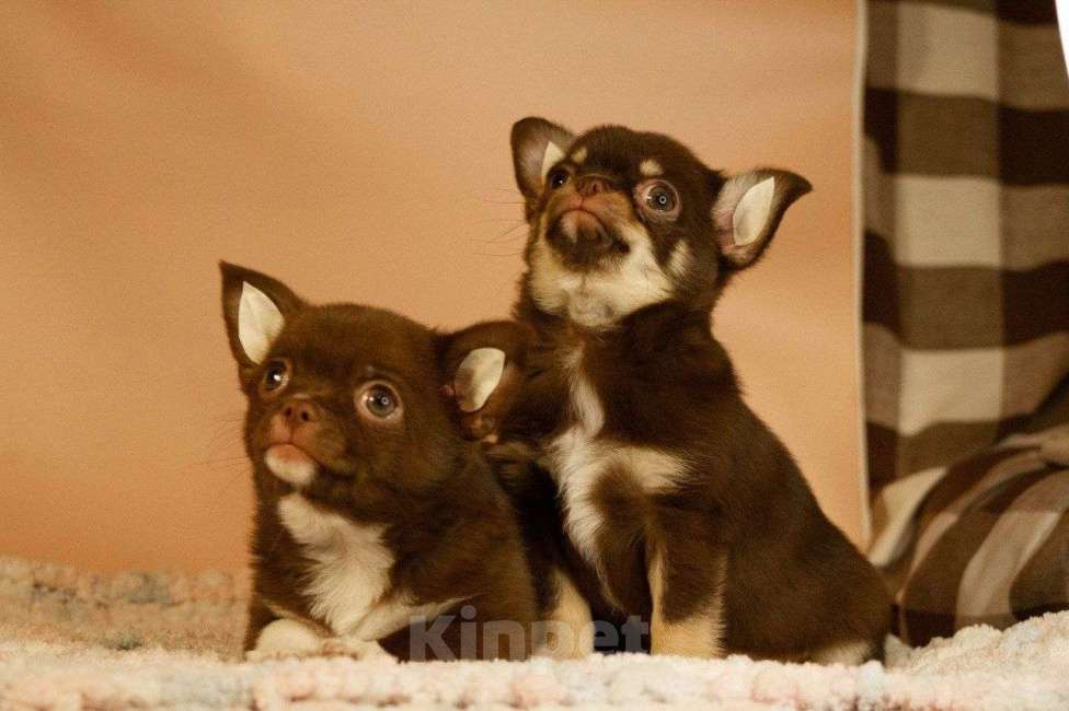 Собаки в Москве: Щенки чихуахуа Мальчик, 70 000 руб. - фото 2