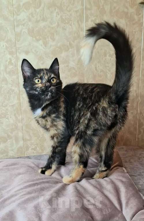 Кошки в Москве: Котёнок Торти в добрые руки  Девочка, Бесплатно - фото 5