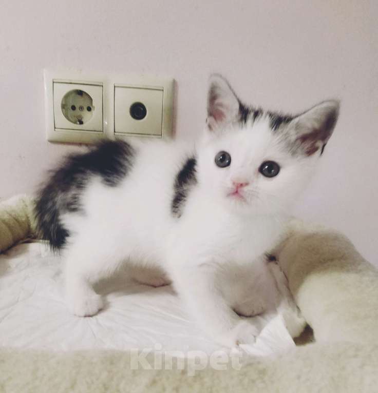 Кошки в Москве: Шотландские плюшевые детки Мальчик, 25 000 руб. - фото 6