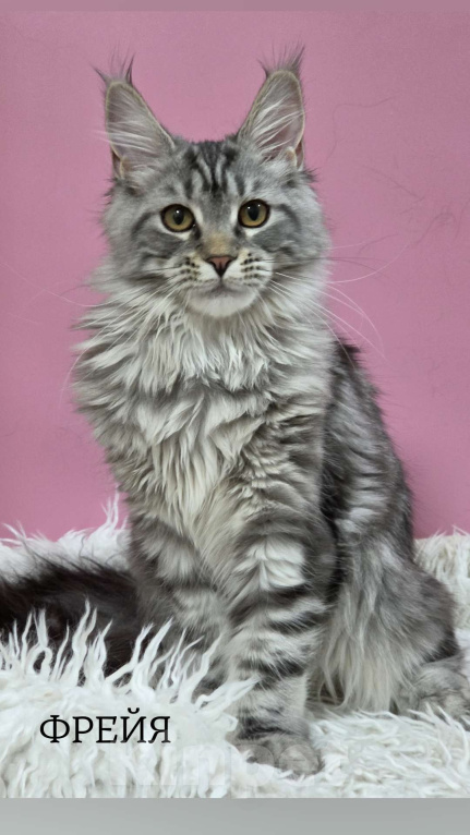 Кошки в Ижевске: Котята мейн-кун Девочка, 50 000 руб. - фото 1