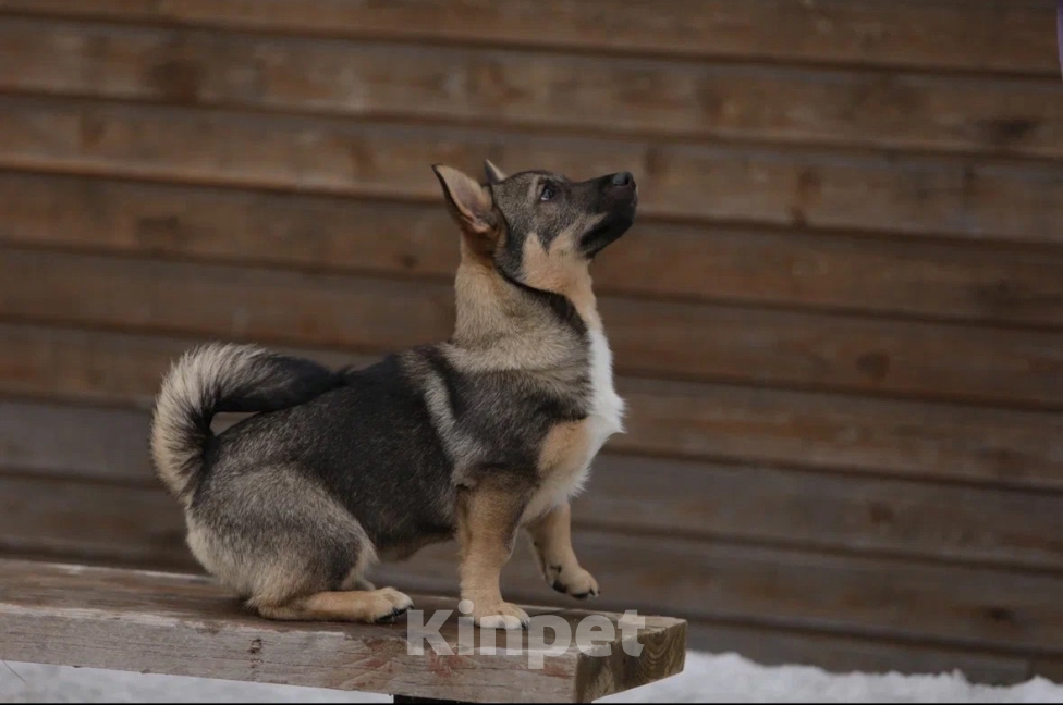Собаки в Череповце: Шведский ВАЛЬХУНД  Мальчик, 100 000 руб. - фото 7
