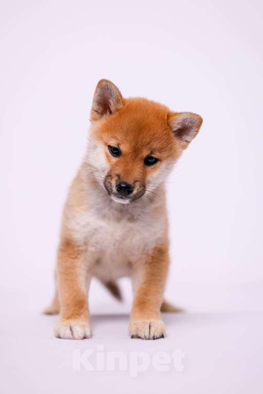 Собаки в Волгограде: щенки сиба ину Девочка, 30 000 руб. - фото 3