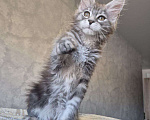 Кошки в Москве: Мейн-кун девочка Девочка, 50 000 руб. - фото 2