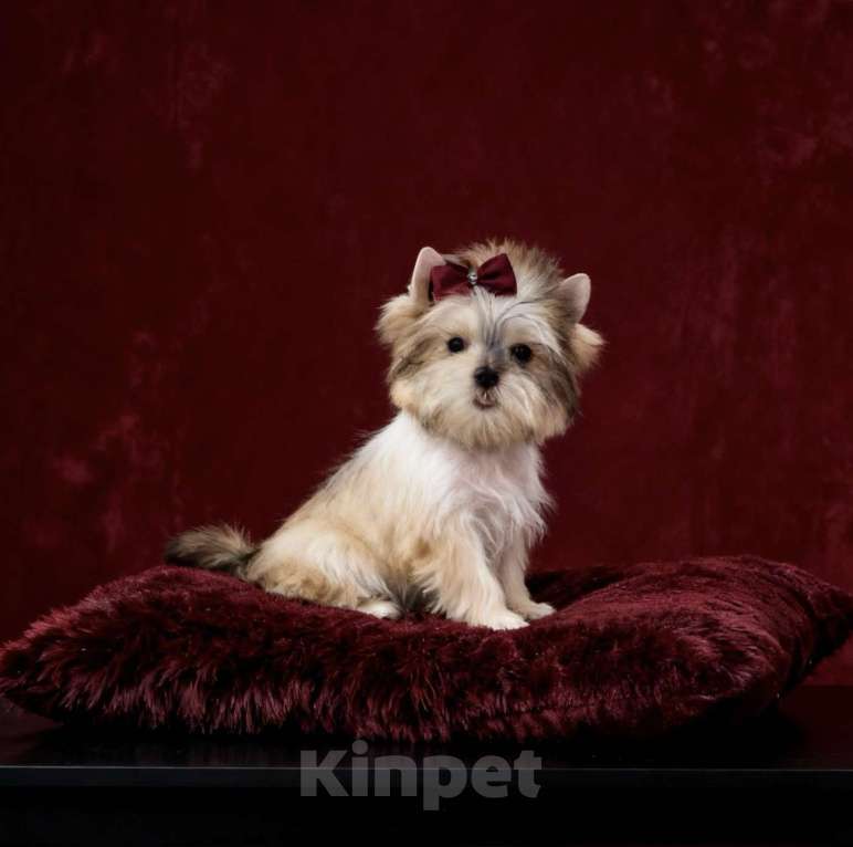 Собаки в Москве: Йорк мини девочка бэби фейс. Голддаст йорк из питомника Девочка, 80 000 руб. - фото 8