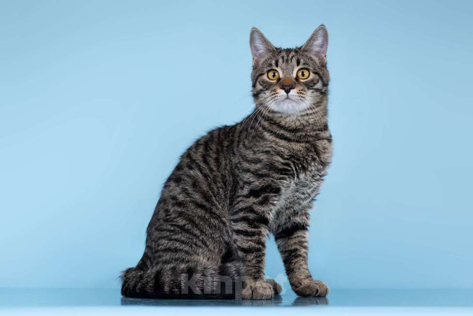 Кошки в Москве: Кокос в поиске дома Мальчик, Бесплатно - фото 1