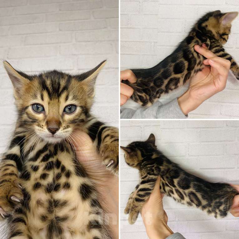 Кошки в Москве: Бенгальские котята Мальчик, 30 000 руб. - фото 9