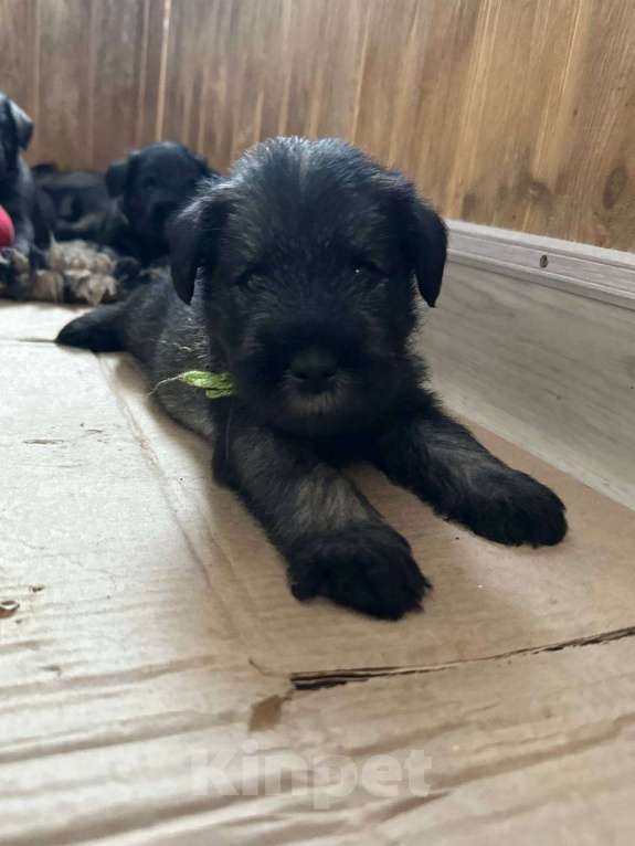 Собаки в Нижнем Новгороде: Щенок миттельшнауцера Девочка, 50 000 руб. - фото 2