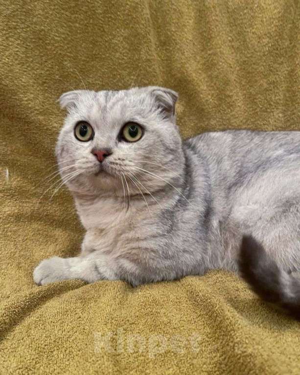 Кошки в Москве: От Арахиса отказалась семья. Его выбросили на улицу, когда в семье родился ребёнок Мальчик, Бесплатно - фото 3