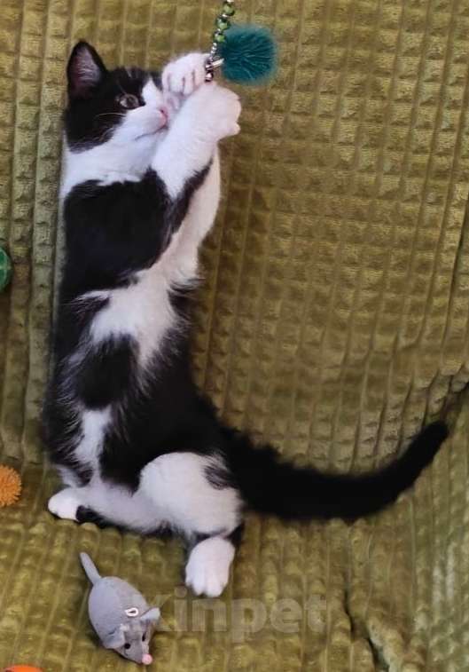 Кошки в Валдае: Шотландский котенок Мальчик, 30 000 руб. - фото 4