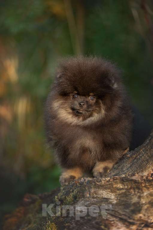 Собаки в Пушкино: Малыш померанец Мальчик, 50 000 руб. - фото 6