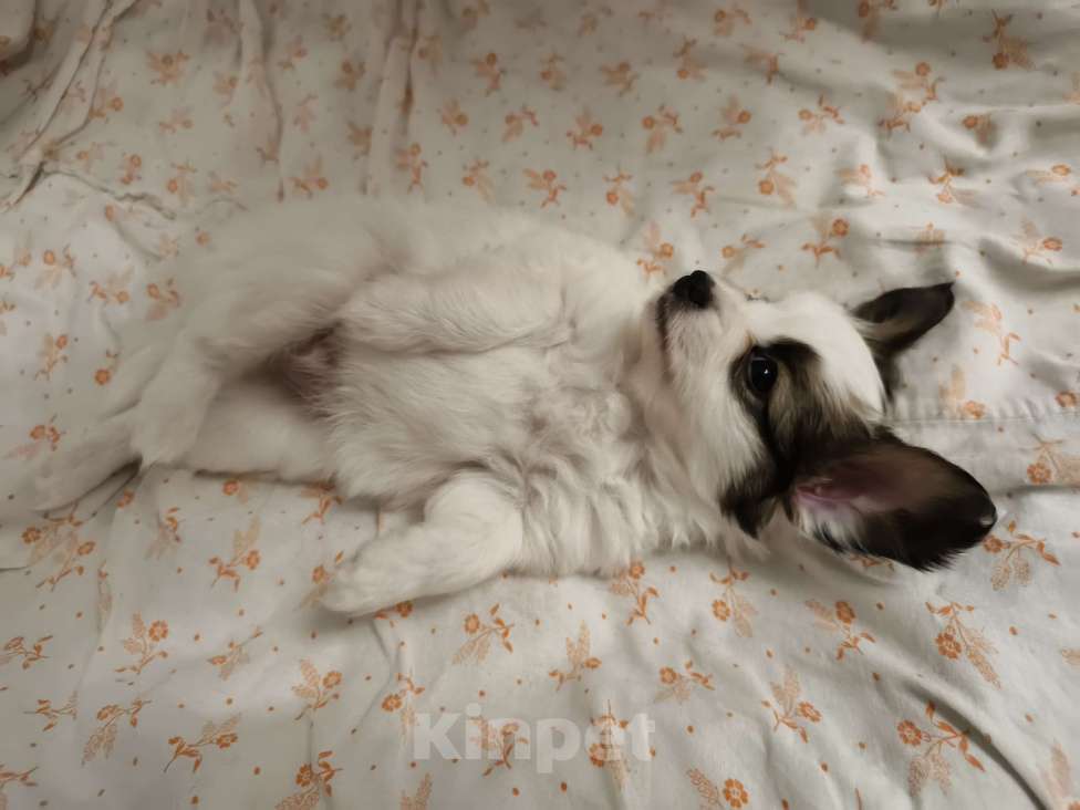 Собаки в Приморско-Ахтарске: Мальчик папийон Мальчик, 20 000 руб. - фото 2