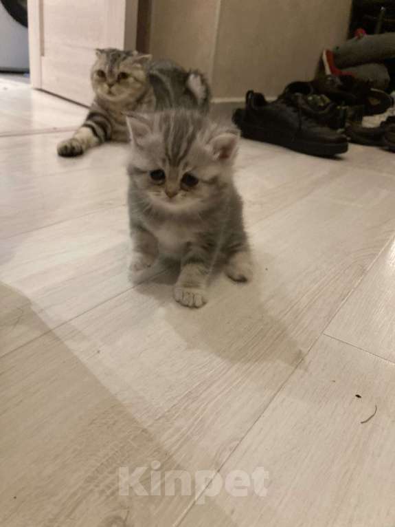 Кошки в Москве: Продадим котят Мальчик, 15 000 руб. - фото 1