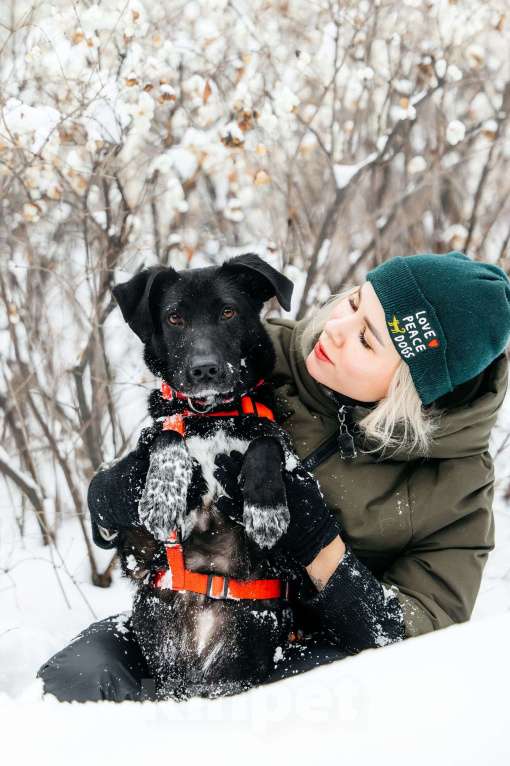 Собаки в Москве: Ваниль в поисках своей семьи! Девочка, Бесплатно - фото 10