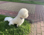 Собаки в Калининграде: Бишон фризе для вязки Мальчик, 1 руб. - фото 6
