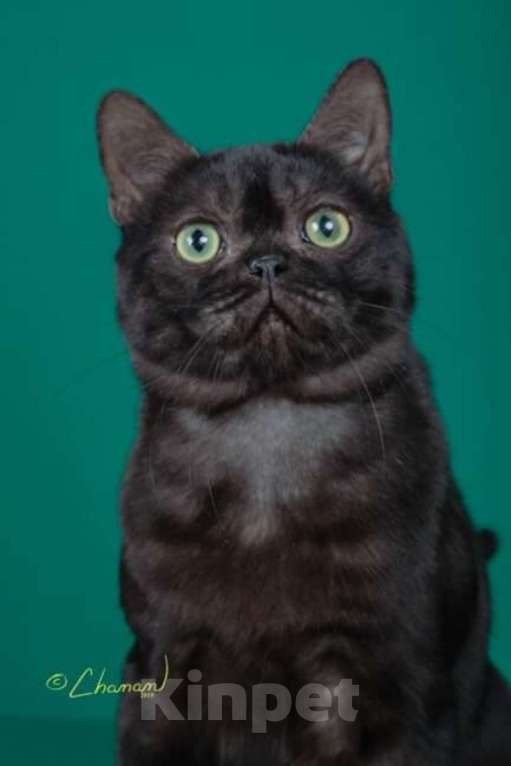 Кошки в Москве: Американский короткошерстный кот, импорт США Мальчик, Бесплатно - фото 8