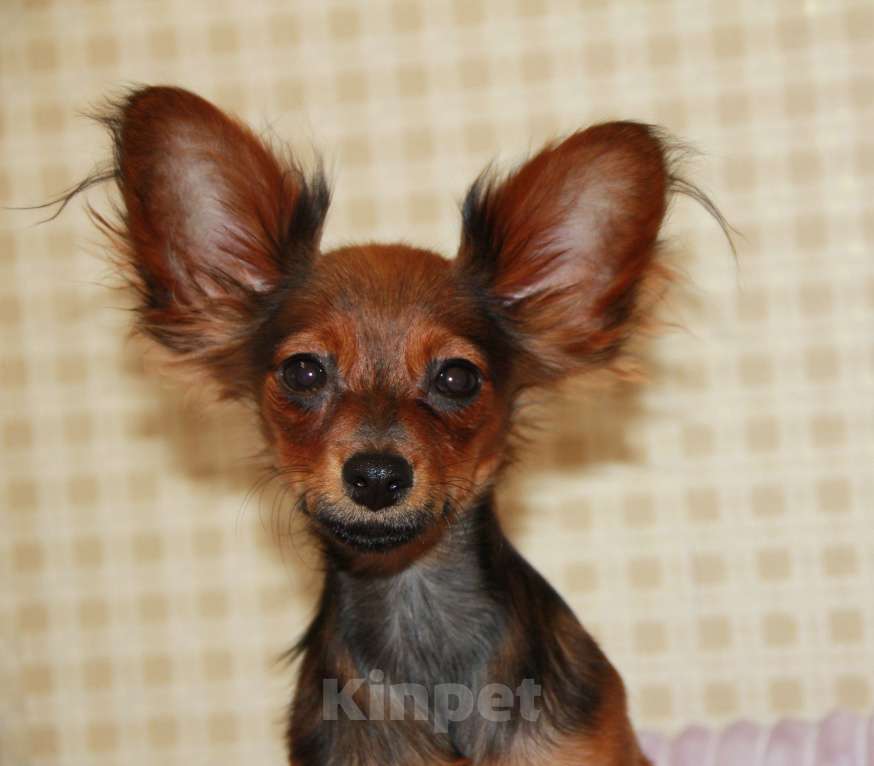 Собаки в Выборге: Подрощенный щенок русского тоя Мальчик, 30 000 руб. - фото 3