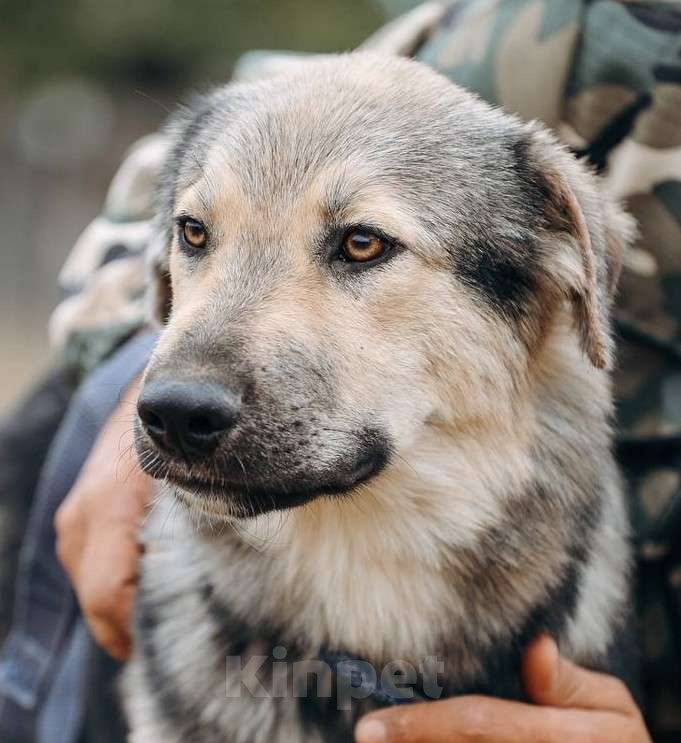 Собаки в Москве: Алмаз ищет семью,9 мес,Привит Мальчик, Бесплатно - фото 7