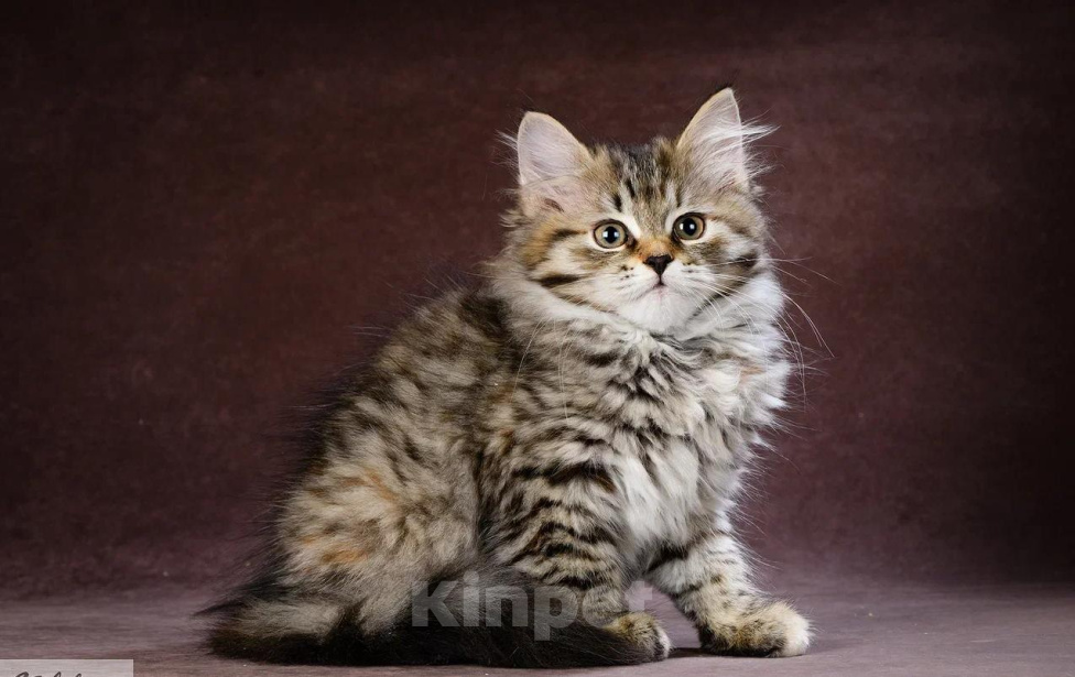 Кошки в Москве: Сибирская девочка черепахового окраса Девочка, 70 000 руб. - фото 2