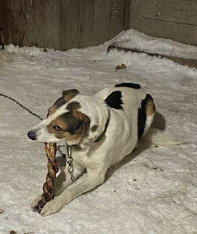 Потерялся пес по кличке Пончик, Казань район залесного 