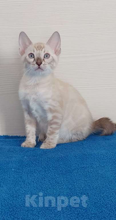 Кошки в Москве: Бенгальский котенок Мальчик, 75 000 руб. - фото 9