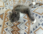 Кошки в Москве: Котенок в добрые руки Девочка, Бесплатно - фото 3