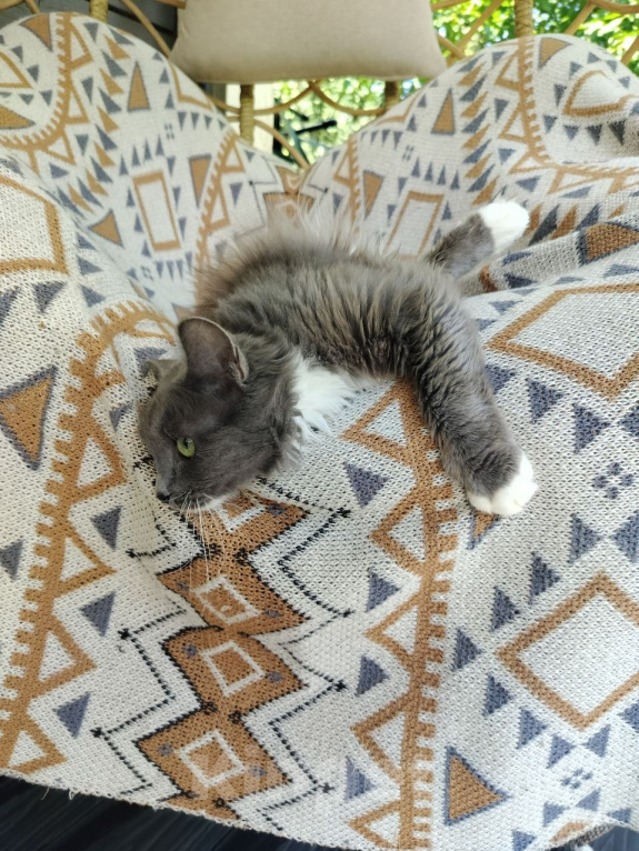Кошки в Москве: Котенок в добрые руки Девочка, Бесплатно - фото 3
