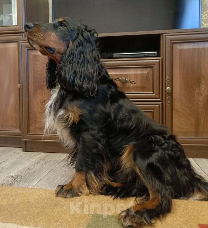 Собаки в Москве: Русский охотничий спаниель, вязка Мальчик, Бесплатно - фото 6