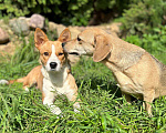Собаки в Волоколамске: Маленькая собачка в дар Девочка, Бесплатно - фото 6