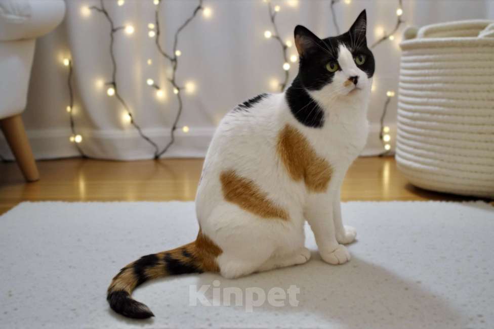 Кошки в Москве: Меня зовут Плюша. Ищу человека с большим и добрым сердцем 🐾 Девочка, 300 руб. - фото 2