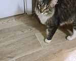 Кошки в Самаре: Найден кот Мальчик, Бесплатно - фото 1