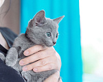 Кошки в Томске: Iriska Fluffy Dream  Девочка, 50 000 руб. - фото 7