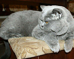 Кошки в Электростали: Вязка с Шотландским скоттиш страйтом , кот опытный, 3 000 руб. - фото 1