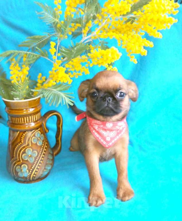 Собаки в Москве: Рыжая девочка малый брабансон Девочка, 60 000 руб. - фото 1