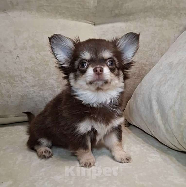 Собаки в Москве: Чихуахуа отличная девочка Девочка, 70 000 руб. - фото 2