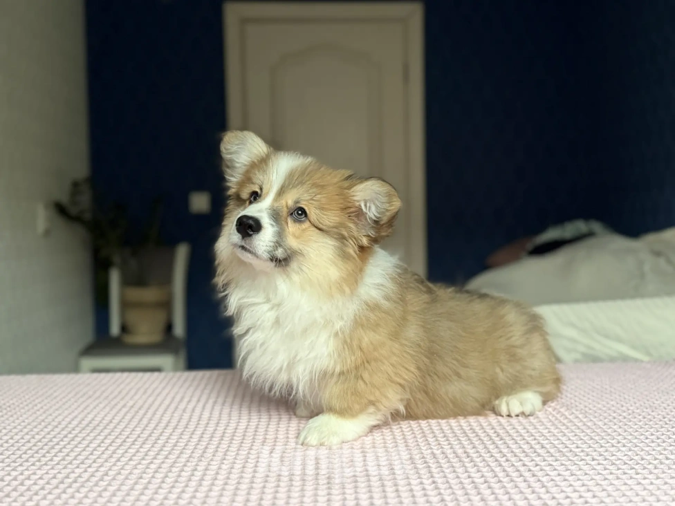 Собаки в Краснодаре: Вельш-Корги Пемброк Мальчик, 40 000 руб. - фото 6