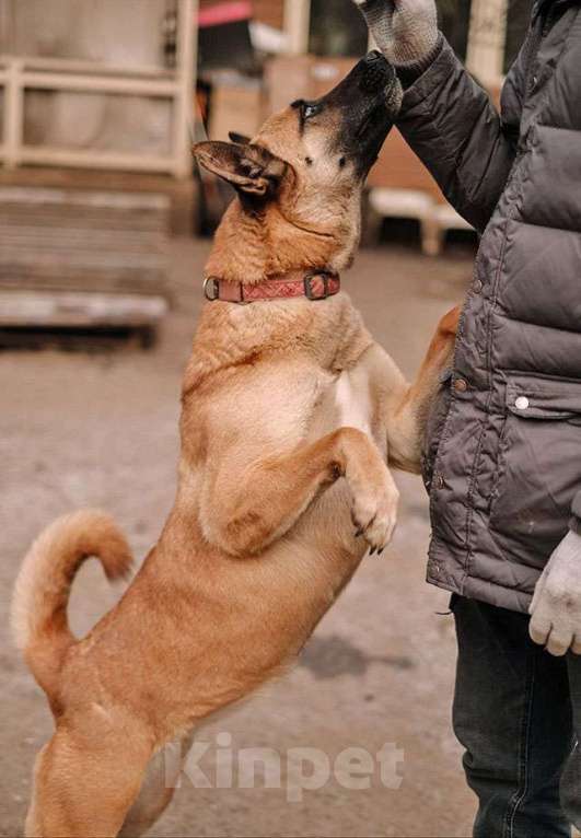 Собаки в Санкт-Петербурге: Красивая домашняя собака Плюша ищет дом Девочка, Бесплатно - фото 4
