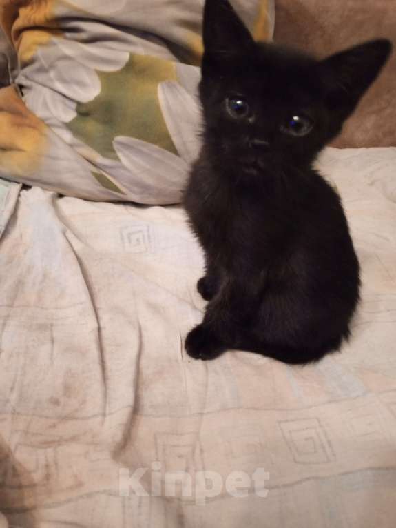 Кошки в Таганроге: отдам в хорошие руки Мальчик, Бесплатно - фото 1