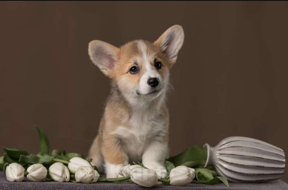 Собаки в Брянске: Щенки корги-пемброк  Девочка, Бесплатно - фото 4