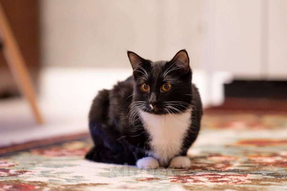 Кошки в Москве: Котик Фрасимах ищет маму и папу.  Мальчик, Бесплатно - фото 7