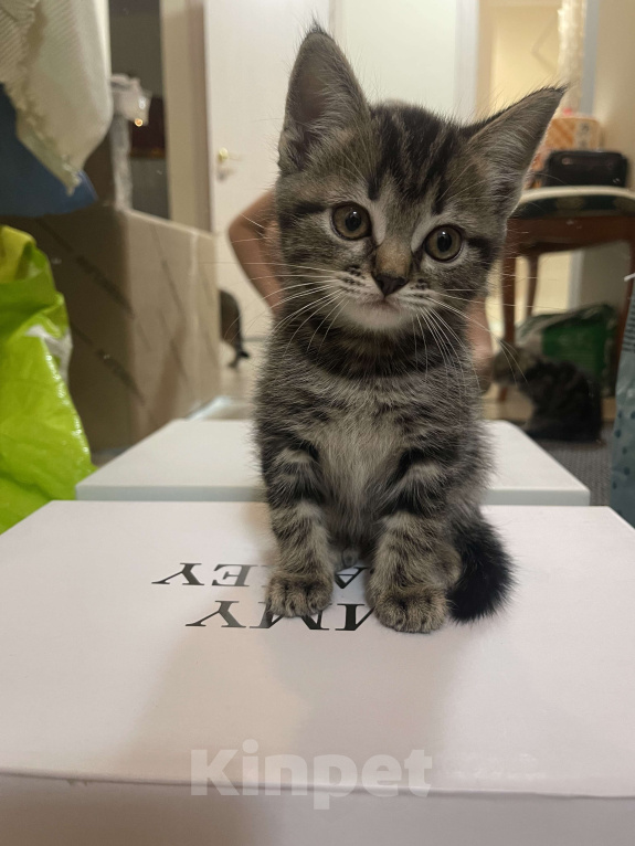 Кошки в других городах Московской области: Кошечка шотландская (помесь) Девочка, 2 000 руб. - фото 3