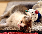 Кошки в Москве: Девочка котенок 2 месяца Девочка, Бесплатно - фото 6