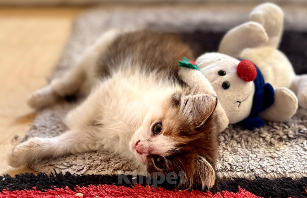 Кошки в Москве: Девочка котенок 2 месяца Девочка, Бесплатно - фото 6