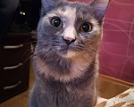 Кошки в Москве: Кошка Дымка, 3 года Девочка, Бесплатно - фото 3