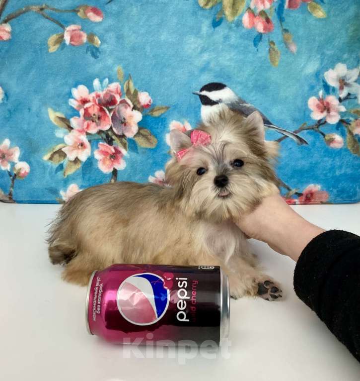 Собаки в Москве: Золотой йорк мини девочка бэби фейс Девочка, 85 000 руб. - фото 4