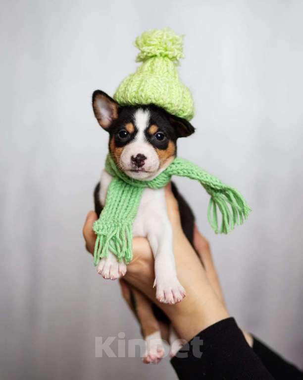 Собаки в Нижнем Новгороде: Щенок басенджи Мальчик, 70 000 руб. - фото 4