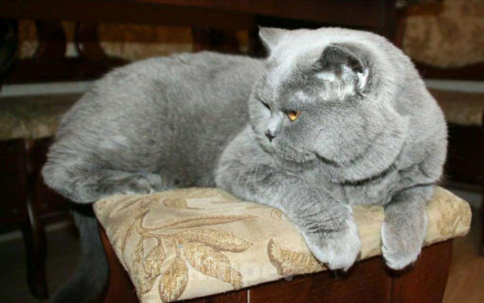 Кошки в Электростали: Вязка с Шотландским скоттиш страйтом , кот опытный, 3 000 руб. - фото 1