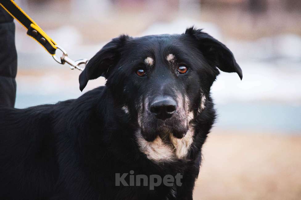 Собаки в Москве: Фунт  Мальчик, 1 руб. - фото 8