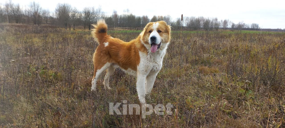 Собаки в Смоленске: Щенки САО (алабай) Девочка, 30 000 руб. - фото 9