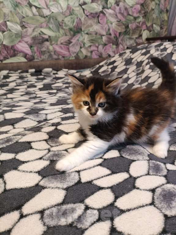 Кошки в других городах Новосибирской области: Котёнок Мейн-кун  Девочка, 18 000 руб. - фото 10