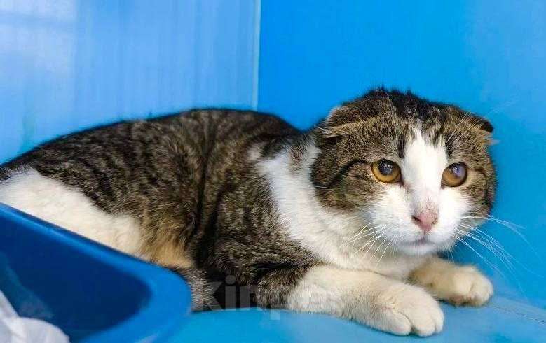 Кошки в Москве: Вислоухий котик ищет семью Мальчик, Бесплатно - фото 2